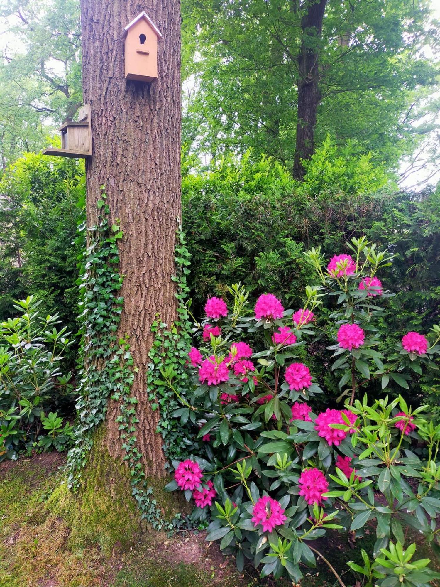 Vakantie Veluwe فاغينينغين المظهر الخارجي الصورة